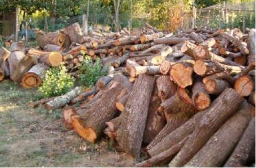 Vietato fare legna