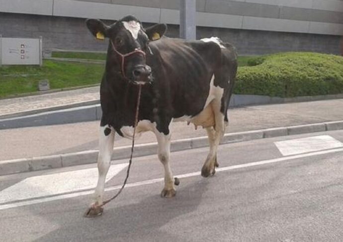 mucca in autostrada