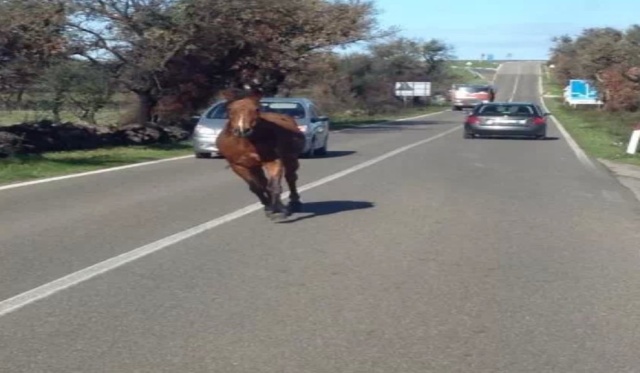 cavalli in autostrada
