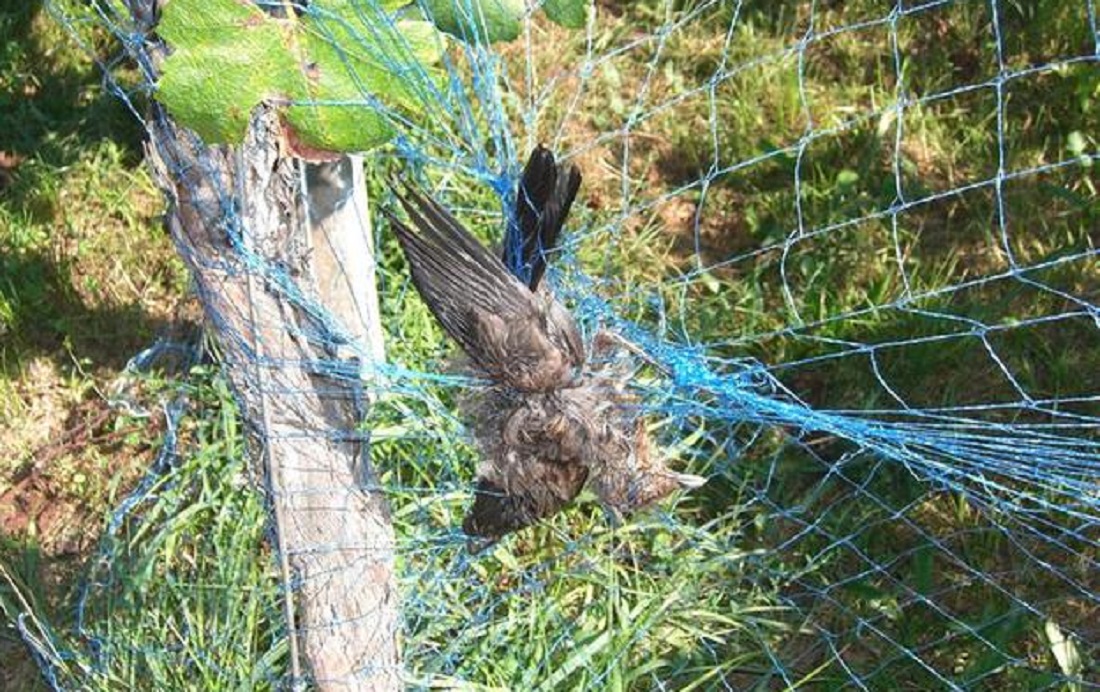 Trappole proibite per catturare uccelli: quattro denunce per un
