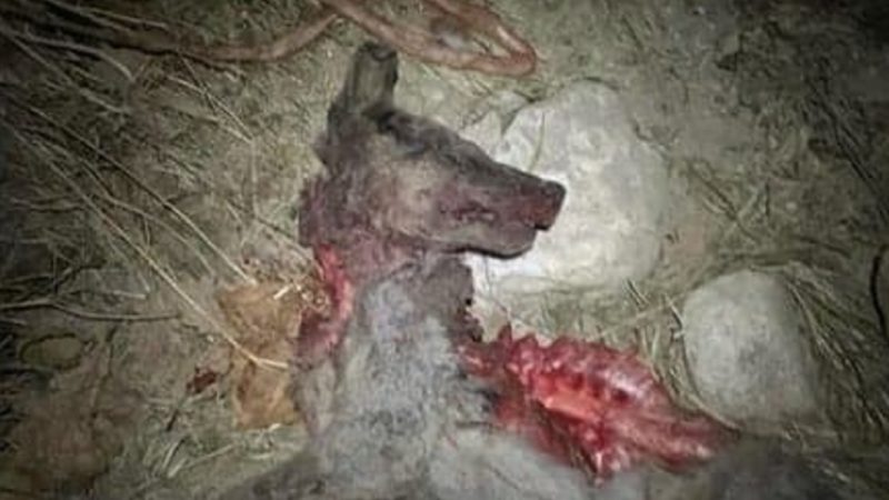Lo Sfogo Di Un Cane Riassunto