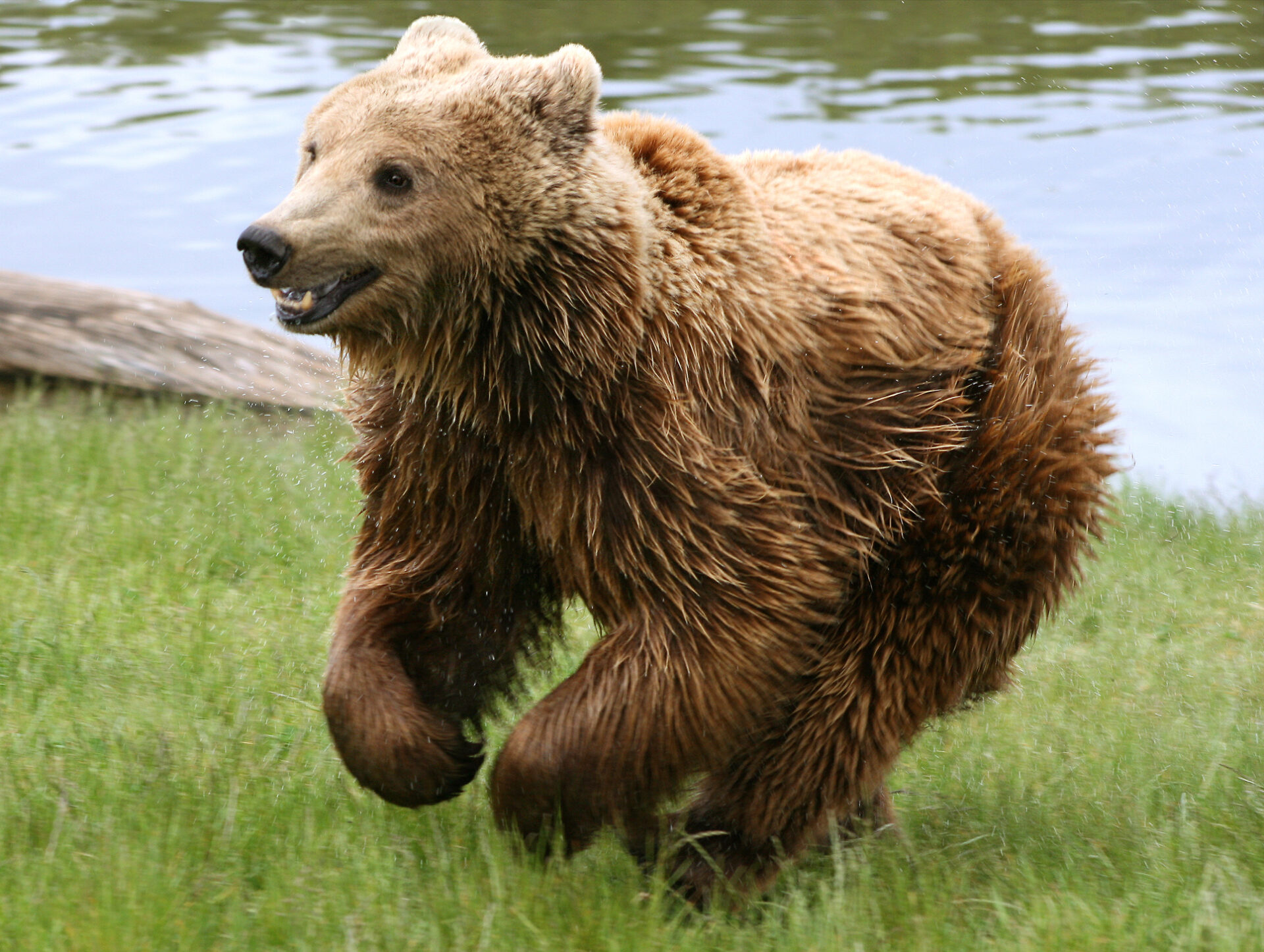 orso in valsessera