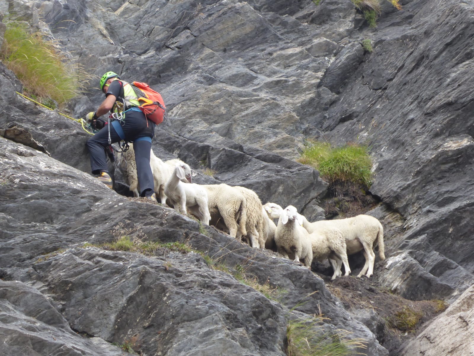pecore bloccate