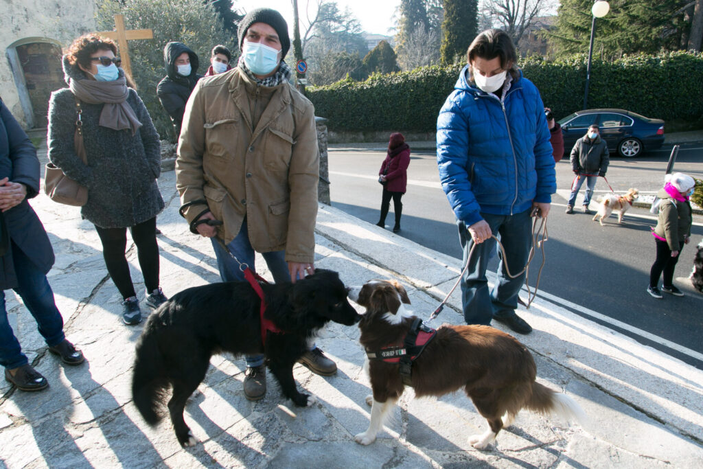 Cani, gatti, tartarughe e coniglietti