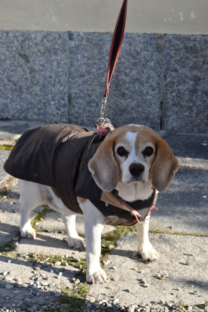 Cani, gatti, tartarughe e coniglietti