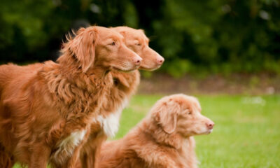 Nova Scotia Duck Tolling Retriever