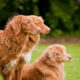 Nova Scotia Duck Tolling Retriever