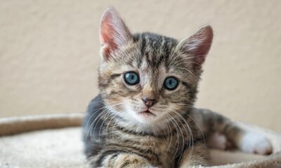 micio gattino