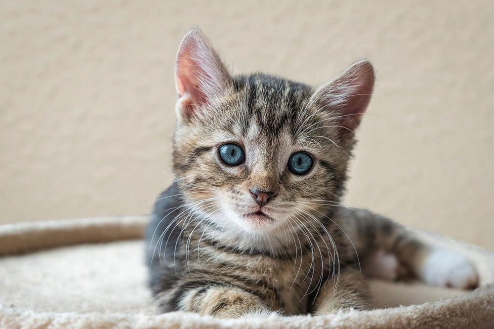 micio gattino